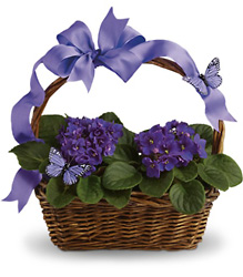 African Violets And Butterflies from Olney's Flowers of Rome in Rome, NY